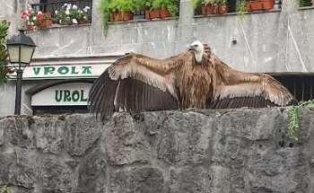 Urola Autoeskola