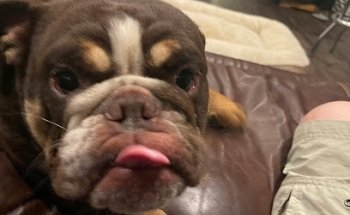 OFFICIAL Driving School - Flint