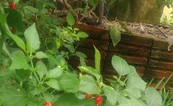 Ee Mr Salomão Jorge