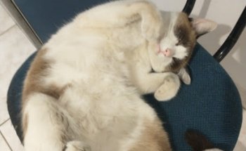 Auto Moto Escola Paraíso